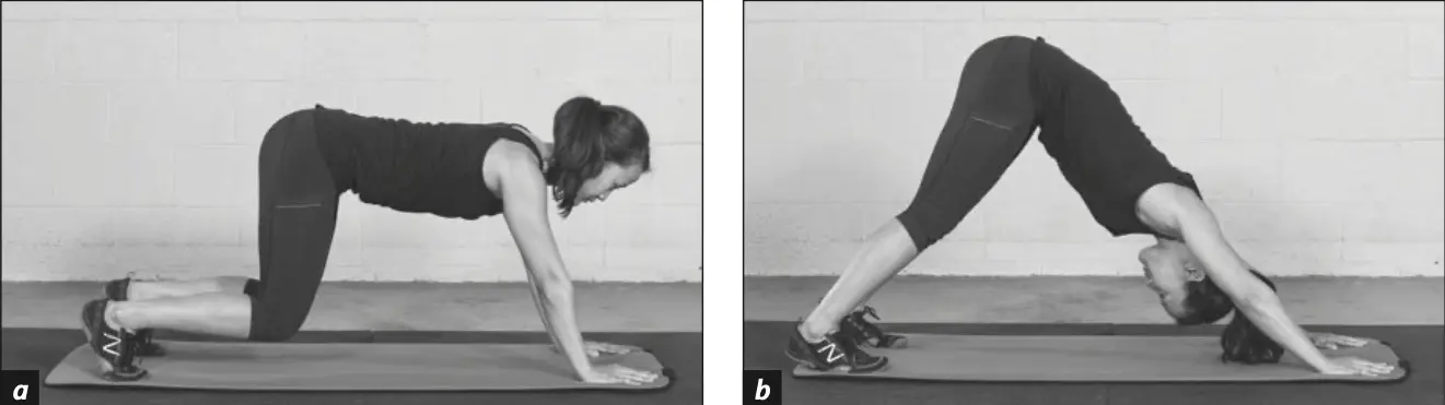 Figure 5.33 Spinal Flexion.
