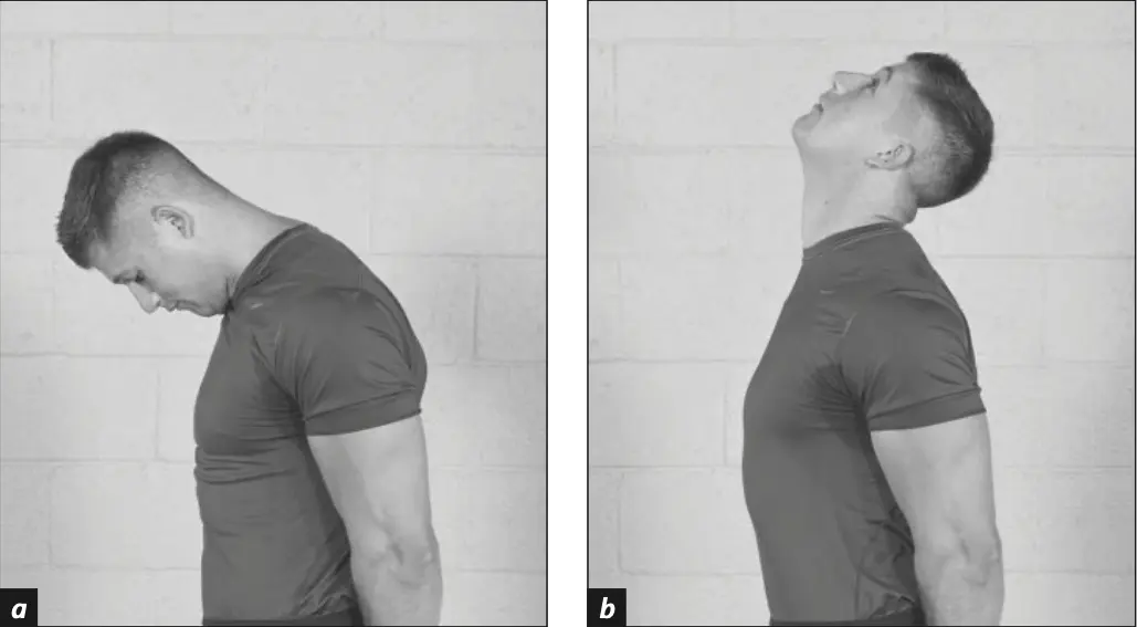 Figure 5.6 neck tilts: (a) down and (b) up.